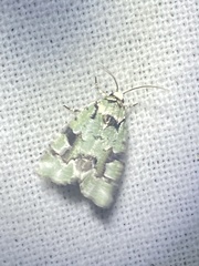 Emarginea percara