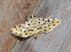 Pycnarmon eosalis