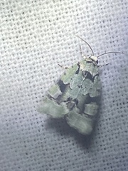 Emarginea percara