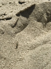 Megalorchestia pugettensis