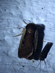 Ochropleura implecta