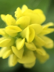 Medicago lupulina