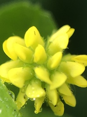 Medicago lupulina