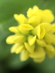 Medicago lupulina