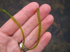 Chaetomorpha coliformis