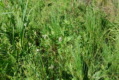 Eriophorum viridicarinatum