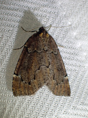 Spodolepis substriataria