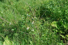 Eriophorum viridicarinatum