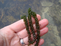 Caulerpa geminata