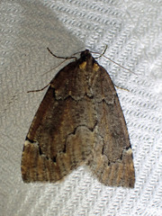 Spodolepis substriataria