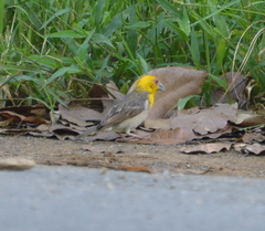 Ploceus sakalava