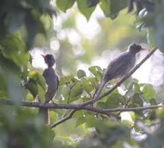 Hypsipetes madagascariensis