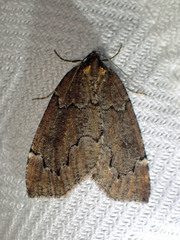 Spodolepis substriataria