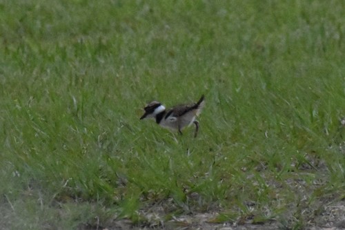 Killdeer photographed in Mississippi