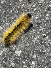 Lophocampa argentata