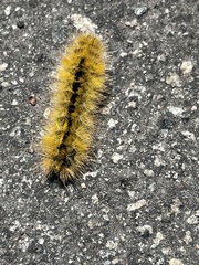 Lophocampa argentata