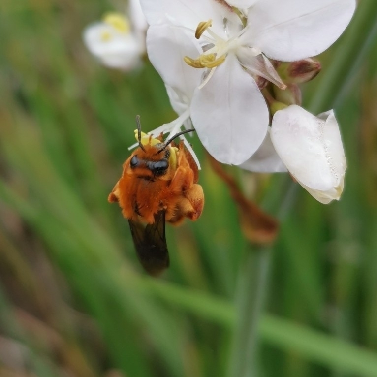 Diphaglossa gayi