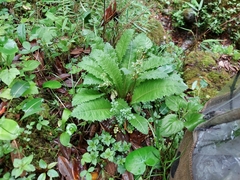Primula whitei