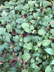 Chrysogonum