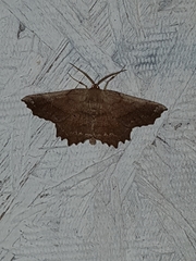 Euchlaena johnsonaria