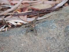 Concinnia brachysoma