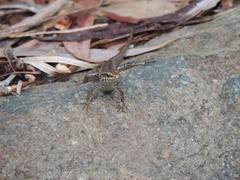 Concinnia brachysoma