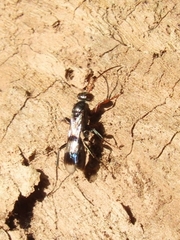 Dipogon calipterus