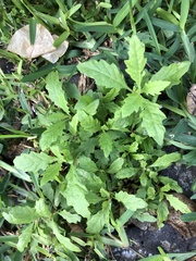 Dysphania ambrosioides