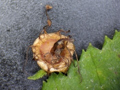 Crataegus calpodendron