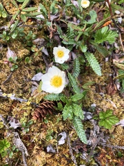 Dryas alaskensis