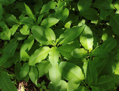 Dipsacus strigosus