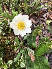 Dryas alaskensis