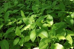 Dipsacus strigosus