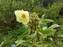Meconopsis paniculata