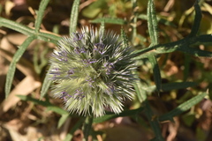 Echinops strigosus