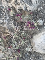 Monardella douglasii