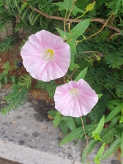 Calystegia pubescens