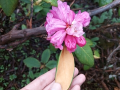 Rhododendron aeruginosum