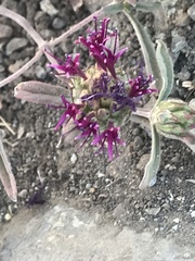 Monardella douglasii