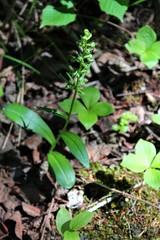 Dactylorhiza viridis virescens