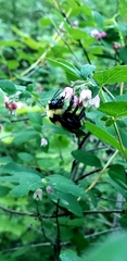 Bombus insularis