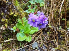 Primula glabra