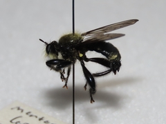 Laphria divisor