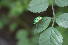 Chrysocoris purpureus