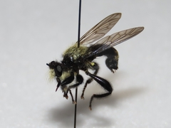 Laphria divisor