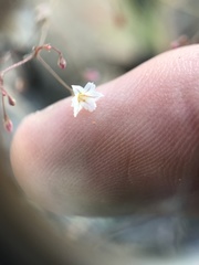 Linanthus harknessii