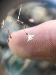 Linanthus harknessii