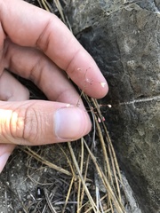 Linanthus harknessii