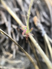 Linanthus harknessii