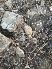 Linanthus harknessii